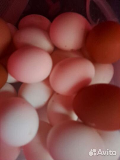 Инкубационное яйцо легорн