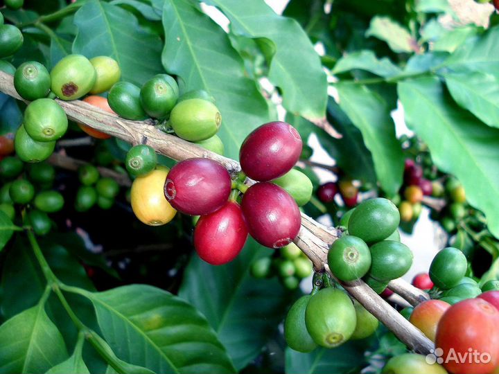 Кофейное деревце арабика - саженцы