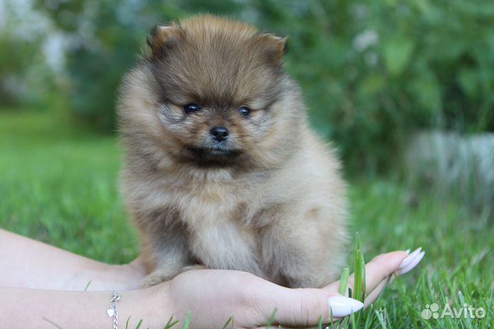 Померанский шпиц мини