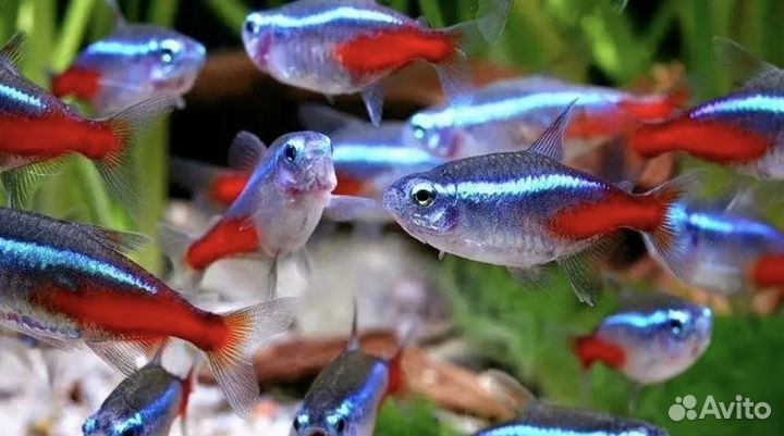 Неон голубой