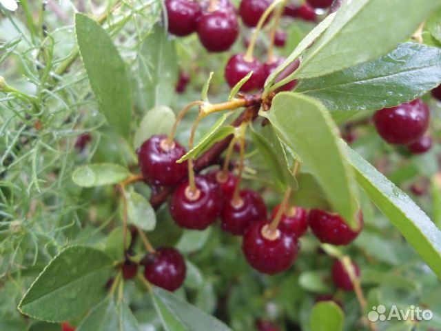 Продаю саженцы плодово-ягодных культур