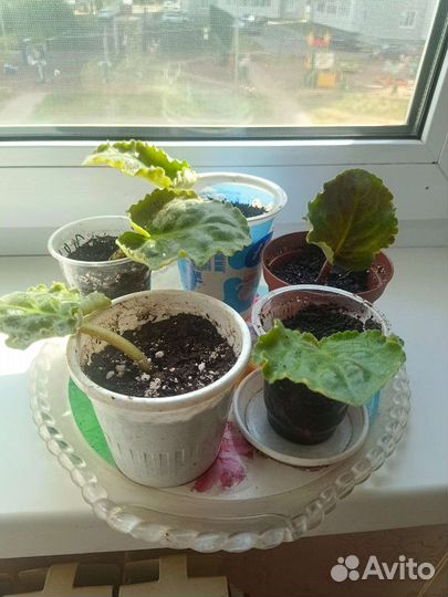 Фиалка розовая