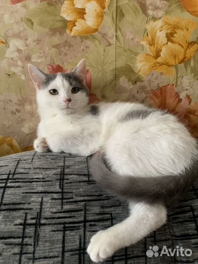 Кошка в добрые руки