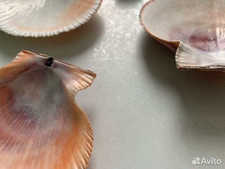 Морские ракушки Дальний Восток Северный Ледовитый