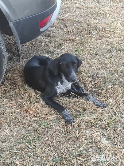 Курцхаар потерялась