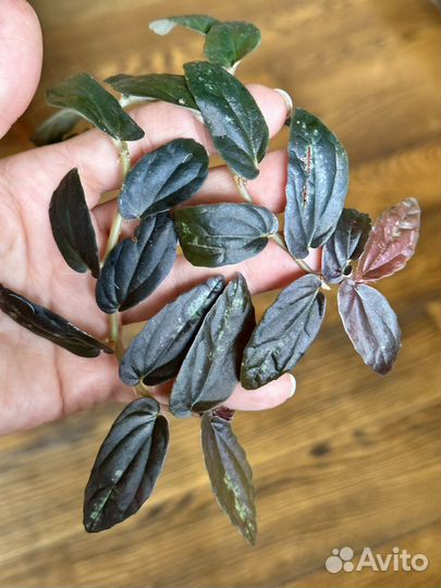 Пеллиония Даво