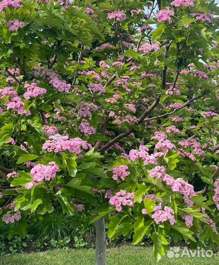 Боярышник морденский Тоба