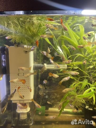 Аквариумные рыбки гуппи