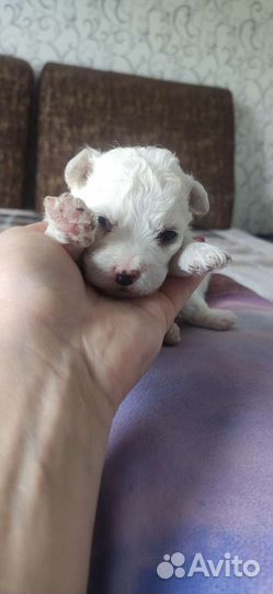 Щенки бишон фризе мини