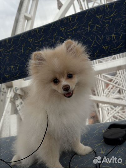 Померанский шпиц