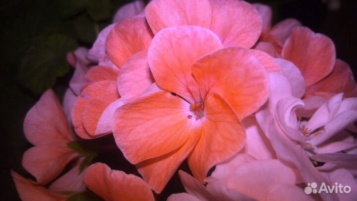 Комнатные растения 4