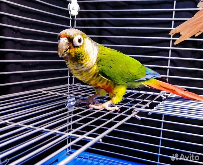 Попугай пиррура (птенцы)