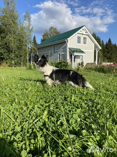 Собака в добрые руки маленькая порода