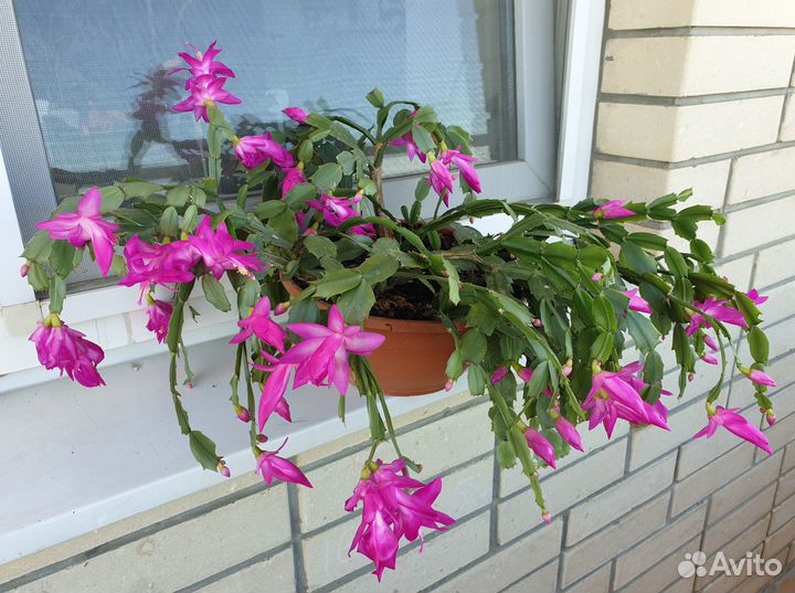 Декабрист, фуксия, Зербина, фиалка