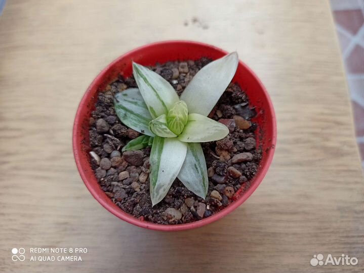 Хавортии, гастерия и др