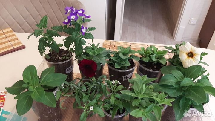 Вегетативные петхоа,петуния в кашпо Глория 4,2л