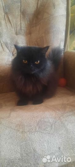 Персидская красавица