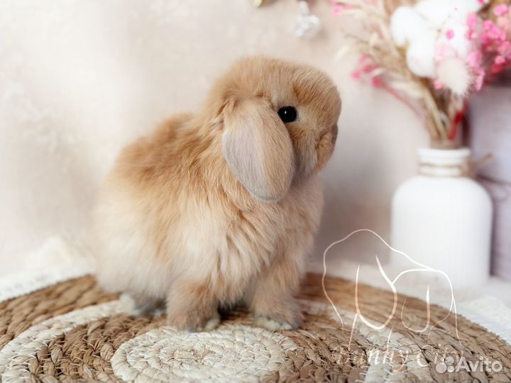 Минилоп. Карликовый кролик