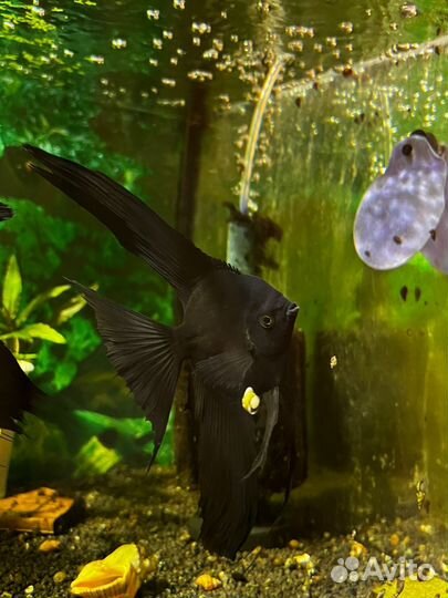 Аквариумные рыбки