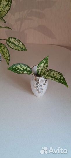 Аглаонема Ферст Даймонд