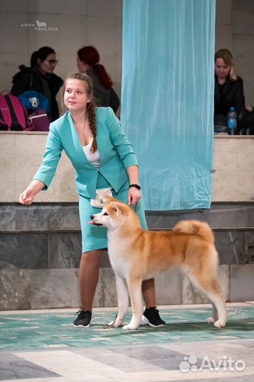 Хендлер (подготовка и показ собаки на выставке)
