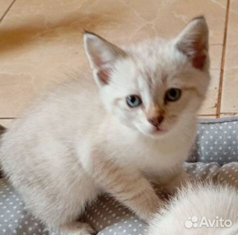 Котята охос азулес