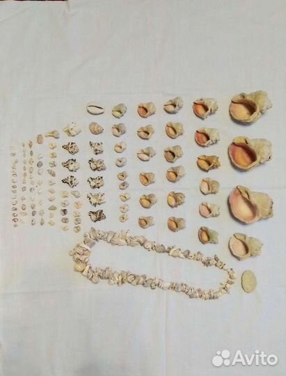 Морские ракушки