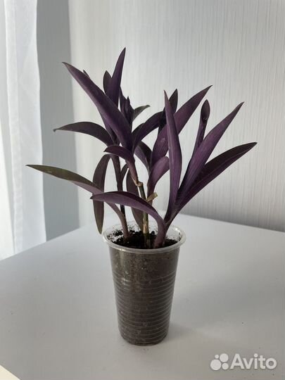 Традесканция фиолетовая