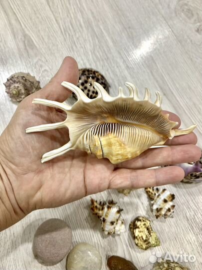 Ракушка морская
