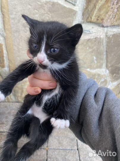 Котенок в добрые руки
