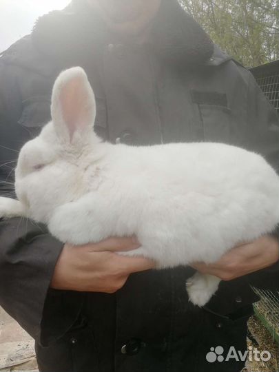 Кролик вязка