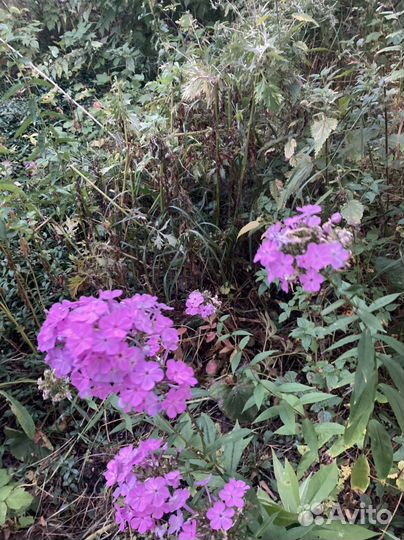 Цветы флоксы многолетние,цветы