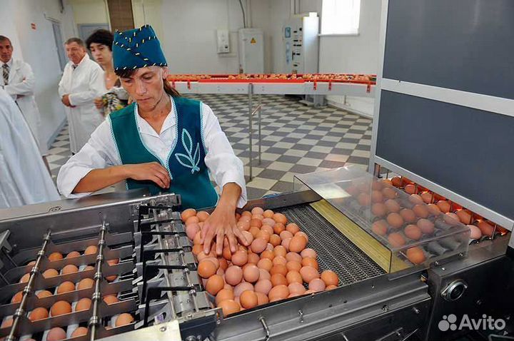 Фасовщики вахтой курино яйцо