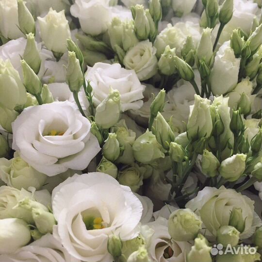 Эустома роза опт и розница