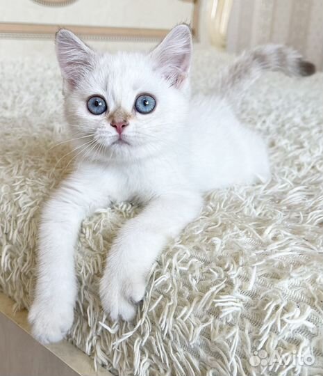 Мурчащая девочка по имени Katrina