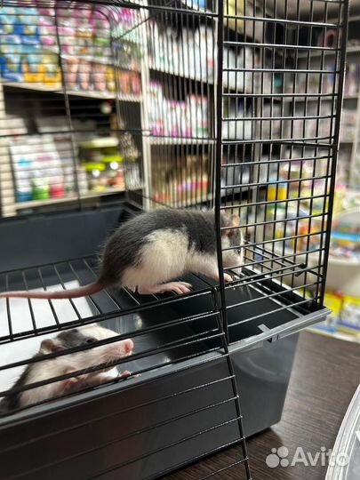 Крыса дамбо