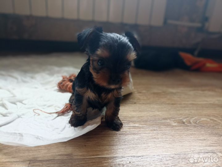 Йоркширский терьер мини беби фейс щенки