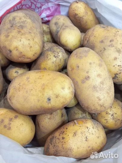 Продам картофель