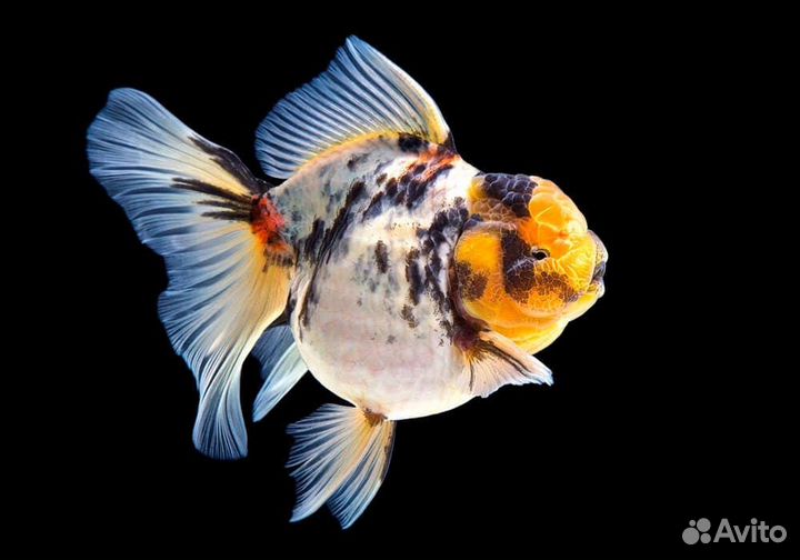 Золотые рыбки в ассортименте