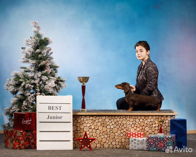 Кинолог. Хендлер. Выезд на дом