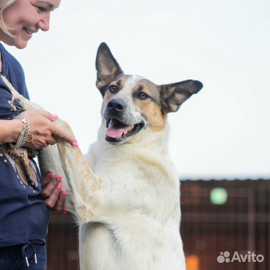 Собака в добрые руки отдам бесплатно