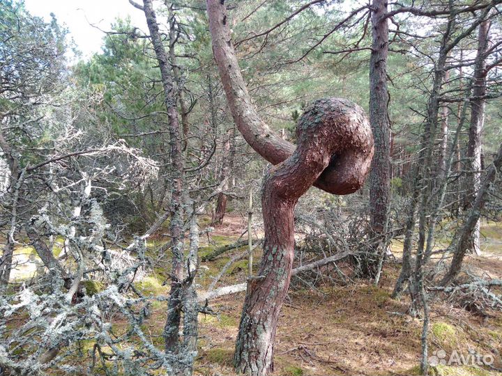 Эксклюзив Куршская коса Экскурсия+Отдых