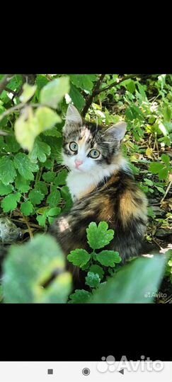 Трехцветный котенок девочка