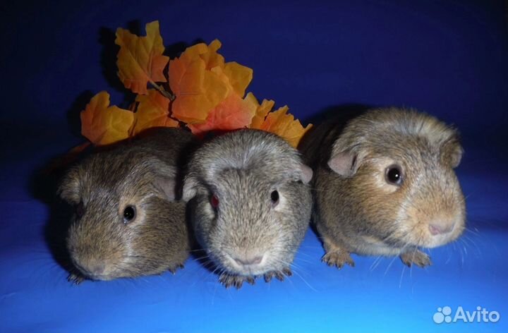 Морские свинки самцы