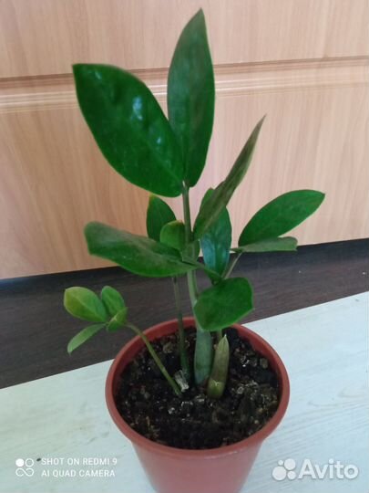 Цветы комнатные