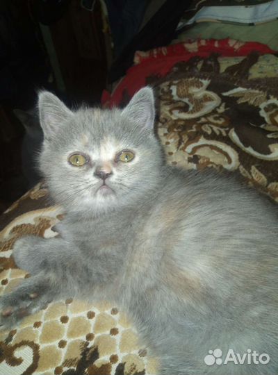 Шотланская девочка