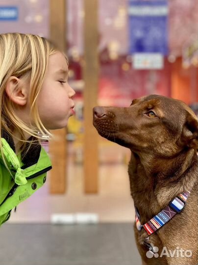 Собака в добрые руки