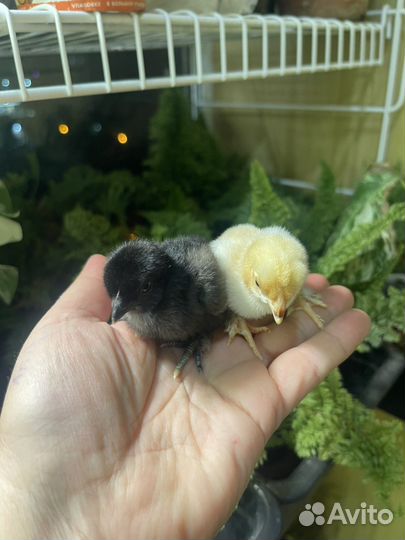 Цыплята Бентамки куры карликовые коррльки