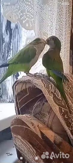 Супер ручной квакер разговаривает