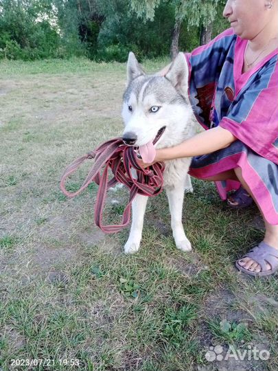 Сибирский хаски